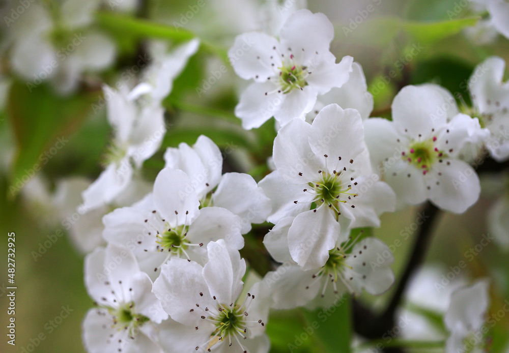 The pear blossoms are in full bloom in the orchard