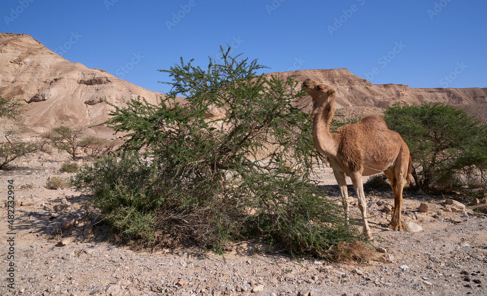 A wild camel eating leaves of acacia in a wide dry wadi in a remote desert region. Green acacia trees in the desert. Mountains in the background. A wild camel eating leaves of acacia in a wide dry wadi in a remote desert region. Green acacia trees in the desert. Mountains in the background.