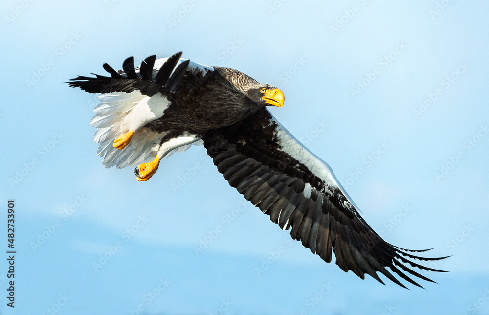 Obraz premium Adult Steller's sea eagle in flight. Scientific name: Haliaeetus pelagicus. Blue sky background.
