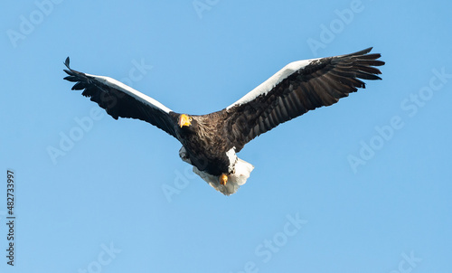 Adult Steller's sea eagle in flight.  Scientific name: Haliaeetus pelagicus. Blue sky background.