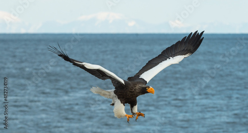 Adult Steller's sea eagle in flight. Scientific name: Haliaeetus pelagicus. Blue ocean and sky  background.