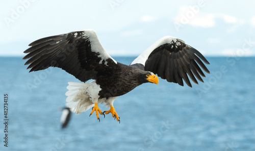 Adult Steller's sea eagle in flight. Scientific name: Haliaeetus pelagicus. Blue ocean and sky background.