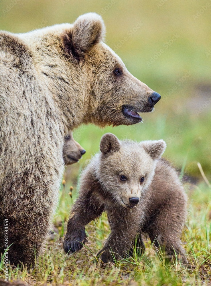Obraz premium Closeup portrait of She-Bear and Cubs of Brown bear (Ursus Arctos Arctos) on the swamp in the summer forest. Natural green Background