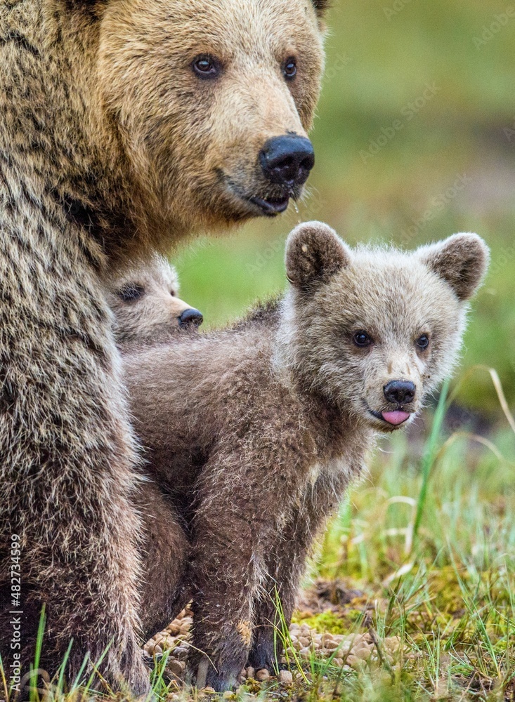 Fototapeta premium Closeup portrait of She-Bear and Cubs of Brown bear (Ursus Arctos Arctos) on the swamp in the summer forest. Natural green Background