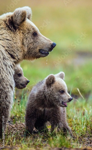 Closeup portrait of She-Bear and Cubs of Brown bear (Ursus Arctos Arctos) on the swamp in the summer forest. Natural green Background