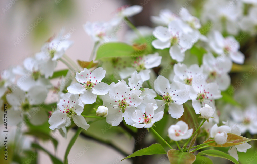 The pear blossoms are in full bloom in the orchard