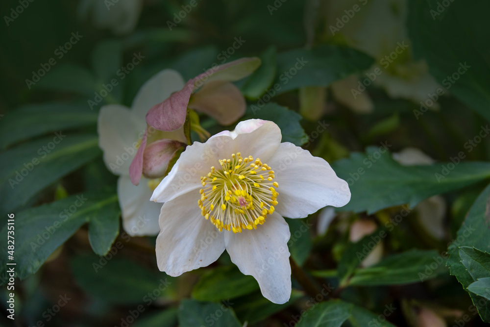 Helleborus in an organic garden. Despite names such as winter rose, Christmas rose, hellebores are not closely related to the rose family Rosaceae. Many hellebore species are poisonous. Helleborus in an organic garden. Despite names such as winter rose, Christmas rose, hellebores are not closely related to the rose family Rosaceae. Many hellebore species are poisonous.