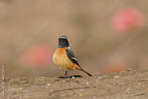 daurian redstart in the park