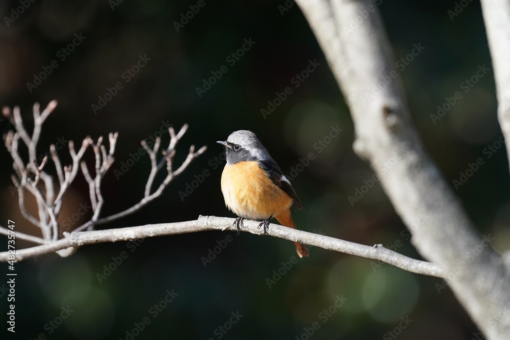 daurian redstart in the park daurian redstart in the park