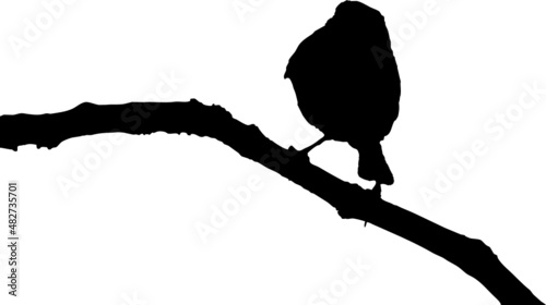Vecteur à fond transparent d'oiseau, silhouette rouge-gorge, mésange et passereau sur branche.