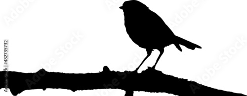 Oiseau Rouge-gorge europeen - robin - silhouette avec fond transparent  photo