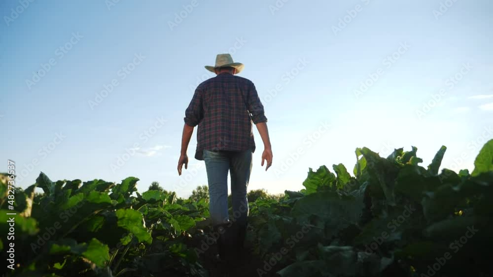 agriculture. man farmer in a rubber boots walks green field grass. farmer worker goes home after harvesting working day agriculture crop. agribusiness subsistence agriculture agriculture. man farmer in a rubber boots walks green field grass. farmer worker goes home after harvesting working day agriculture crop. agribusiness subsistence agriculture