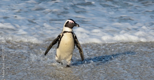 African penguins walk out of the ocean on the sandy beach. African penguin ( Spheniscus demersus) also known as the jackass penguin and black-footed penguin. Boulders colony. Cape Town. South Africa