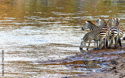 A Herd of Zebra Drinking From River as seen on safari game drive in Keenya Africa