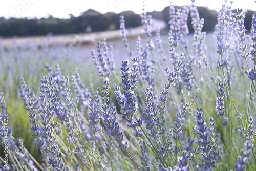 Field of Lavender, Lavandula angustifolia, Lavandula officinalis photo