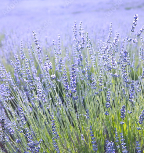 Field of Lavender, Lavandula angustifolia, Lavandula officinalis