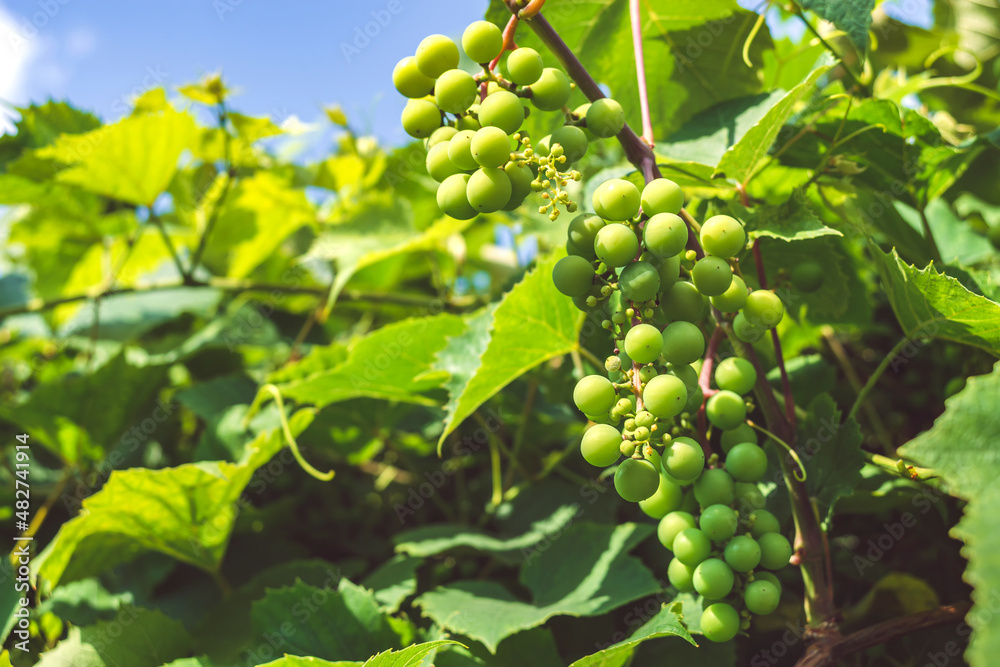 Close-up, green grapes growing on a bush. Close-up, green grapes growing on a bush.