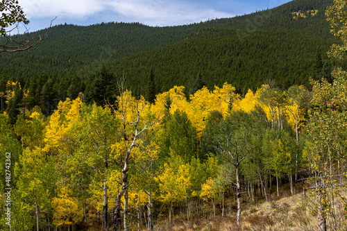 Fototapeta Naklejka Na Ścianę i Meble -  field of yellow aspens