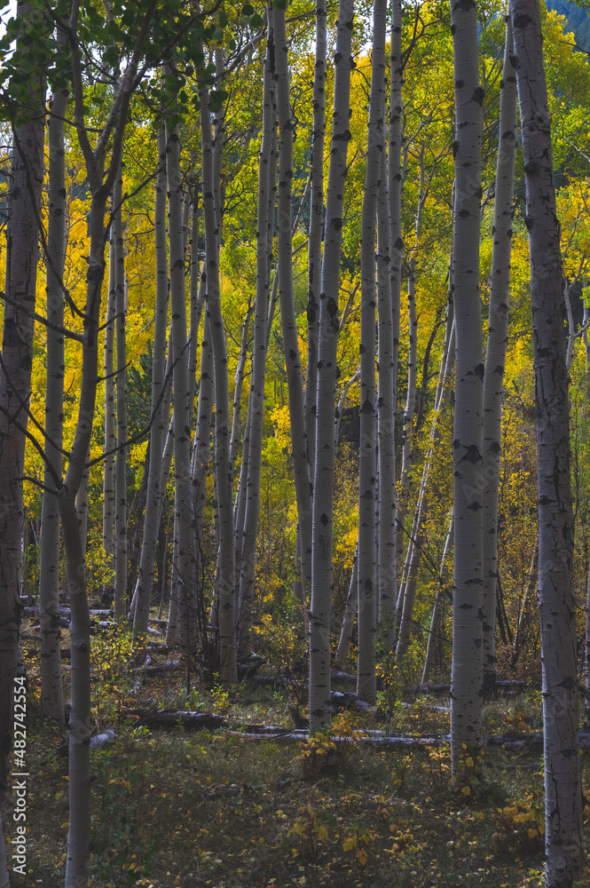 Fototapeta premium autumn in the forest