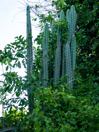 Fototapeta Naklejka Na Ścianę i Meble -  Long Cactus Growing Among other Plants on a Cloudy Day in Tayrona Park, Colombia
