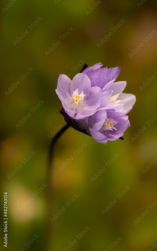 Dichelostemma capitatum, commonly known as blue dicks, can be found in generally disturbed sites. This is a close-up of the flower highlighting its often long stalk against a smooth green bokey backg Dichelostemma capitatum, commonly known as blue dicks, can be found in generally disturbed sites. This is a close-up of the flower highlighting its often long stalk against a smooth green bokey backg