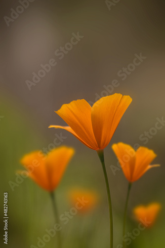 Tufted Poppy   Eschscholzia caespitosa   orange color  wildflowers in nature  side view This photo was taken at the Yuba river State Park in California  USA