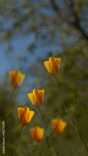 Tufted Poppy   Eschscholzia caespitosa   orange color  wildflowers in nature in California. This photo was taken at the South Yuba River State Park in California  USA. The stalks are long and its a si