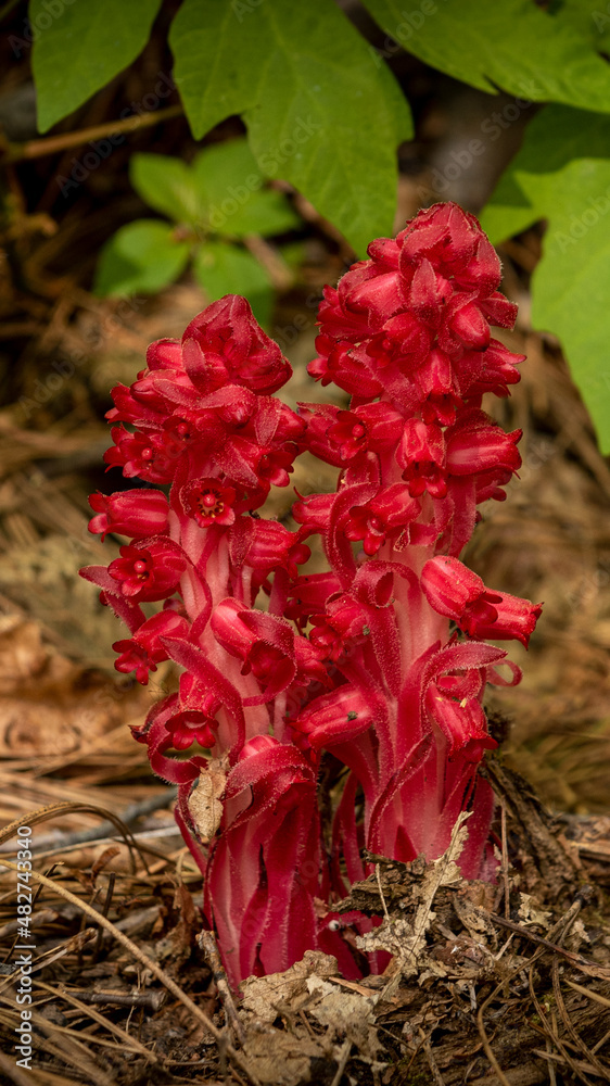 Snowflower Sarcodes sanguinea, snow flower. It is a parasitic plant that derives ...