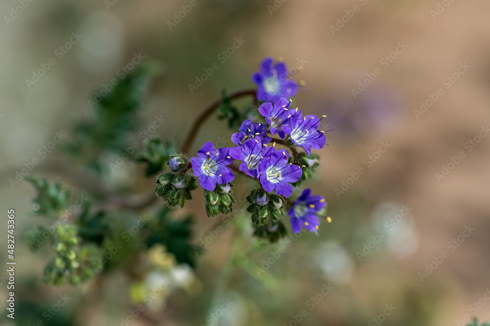 Heliotrope phacelia in Southern California, purple wildflowers, in Nature in a Southern California desert and plenty of copy-space Heliotrope phacelia in Southern California, purple wildflowers, in Nature in a Southern California desert and plenty of copy-space