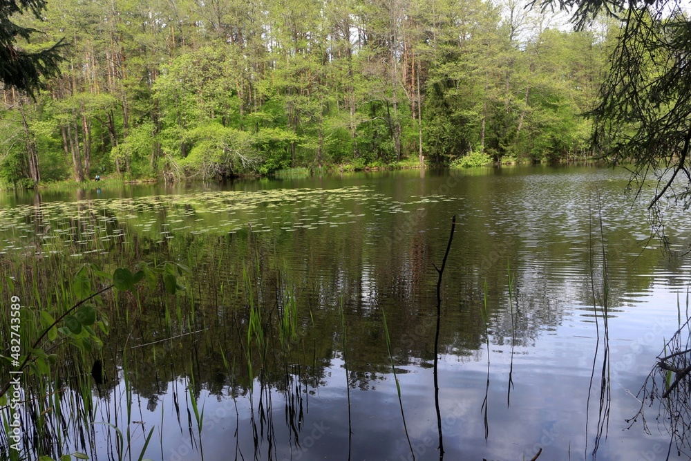reflection of trees in the water reflection of trees in the water
