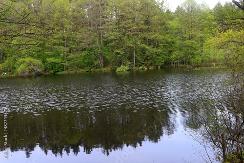 reflection of trees in water