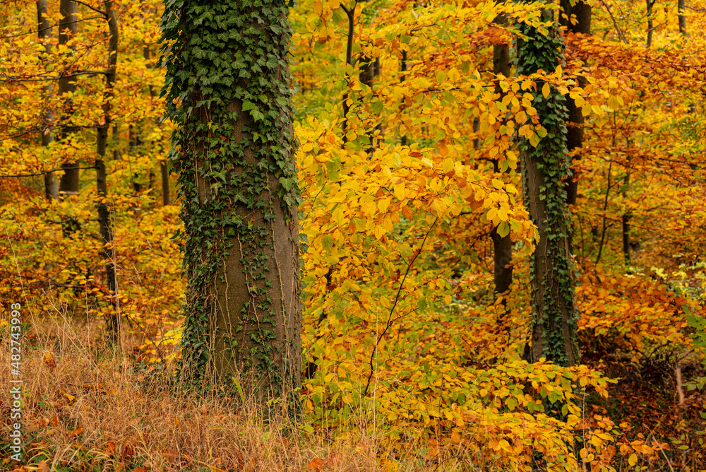 Trunk of a mighty old beech tree covered with green ivy vines, standing in a forest with autumn colored foliage, Weser Uplands, Germany