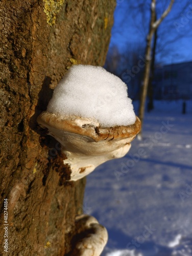 Fototapeta Naklejka Na Ścianę i Meble -  snow on tree