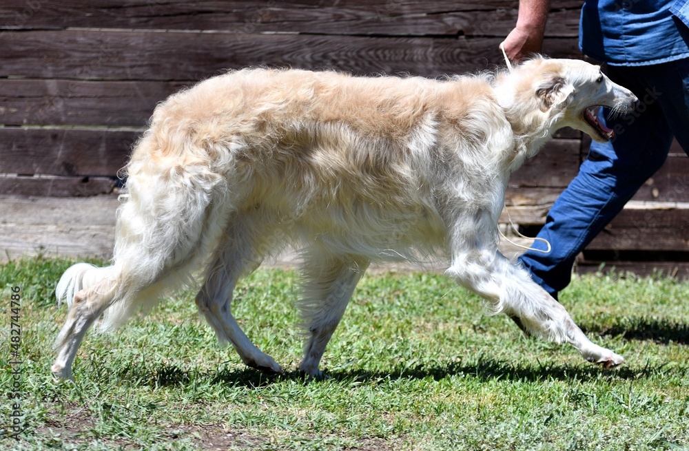 Russian dog greyhound - breed of hunting dogs, in the summer Russian dog greyhound - breed of hunting dogs, in the summer