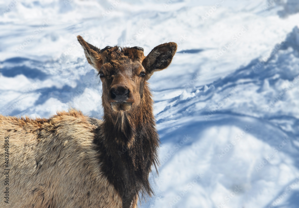 Obraz premium Male Elk Without Antlers