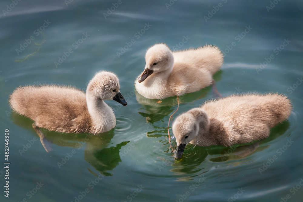 three cygnets playing on calm lake water,  family of swans
