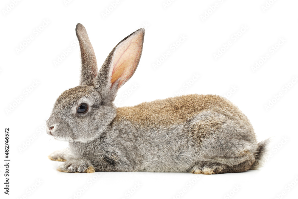 rabbit isolated on white background rabbit isolated on white background