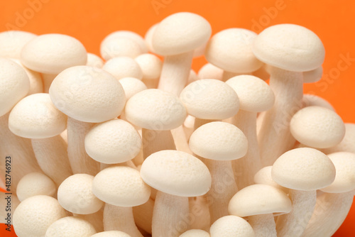 shimeji mushrooms background photo