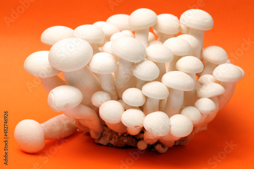 shimeji mushrooms white varieties background