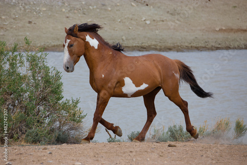 A young wild horse trots to a watering hole in the high desert of Colorado
