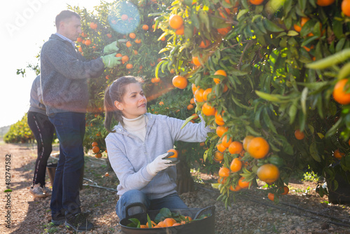 Male and female farmers picking carefully ripe mandarins on plantation © JackF
