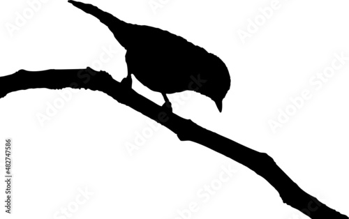 Vecteur à fond transparent d'oiseau, silhouette rouge-gorge, mésange et passereau sur branche.