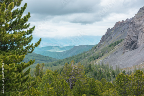 Scenic view from sunlit coniferous trees to forest valley and sharp rocky mountain range in low clouds. Awesome mountain landscape with cedar in conifer forest and sharp rocks at changeable weather.