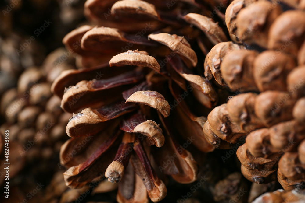 Texture of pine cones as background, closeup Texture of pine cones as background, closeup