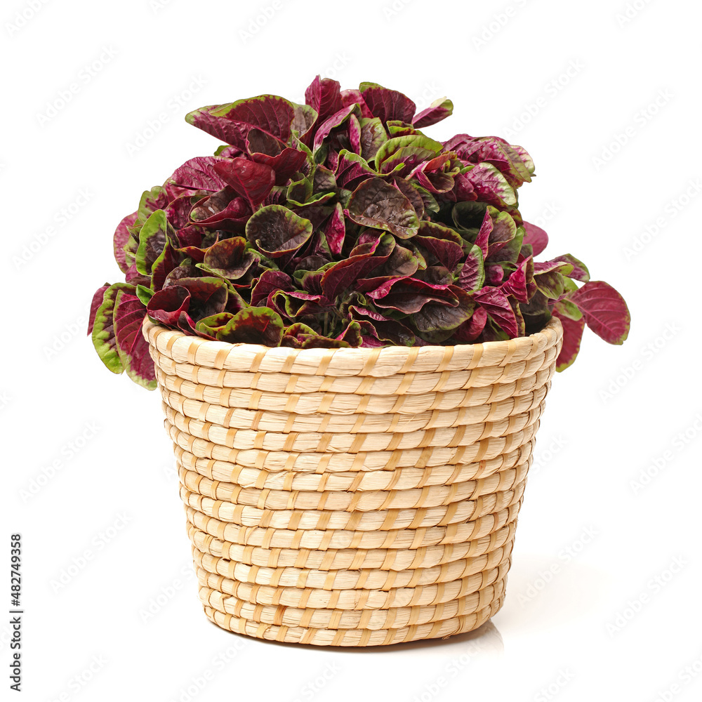 amaranth on a white background amaranth on a white background