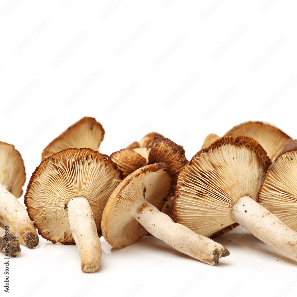 edible mushrooms isolated on white background edible mushrooms isolated on white background