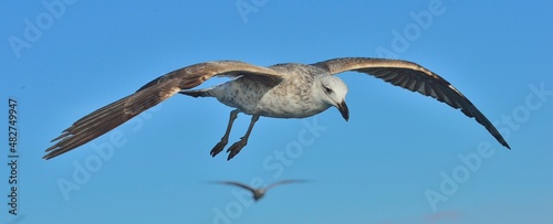 Flying Juvenile Kelp gull (Larus dominicanus), also known as the Dominican gull and Black Backed Kelp Gull. Natural blue sky background. False Bay, South Africa