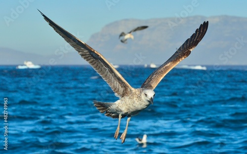 Flying Juvenile Kelp gulls (Larus dominicanus), also known as the Dominican gull and Black Backed Kelp Gull. Natural blue ocean background. False Bay, South Africa