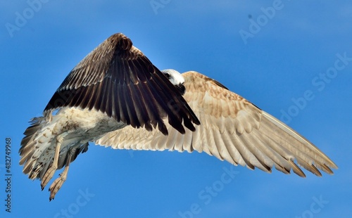 Flying Juvenile Kelp gull  Larus dominicanus   also known as the Dominican gull and Black Backed Kelp Gull. Natural blue sky background. False Bay  South Africa