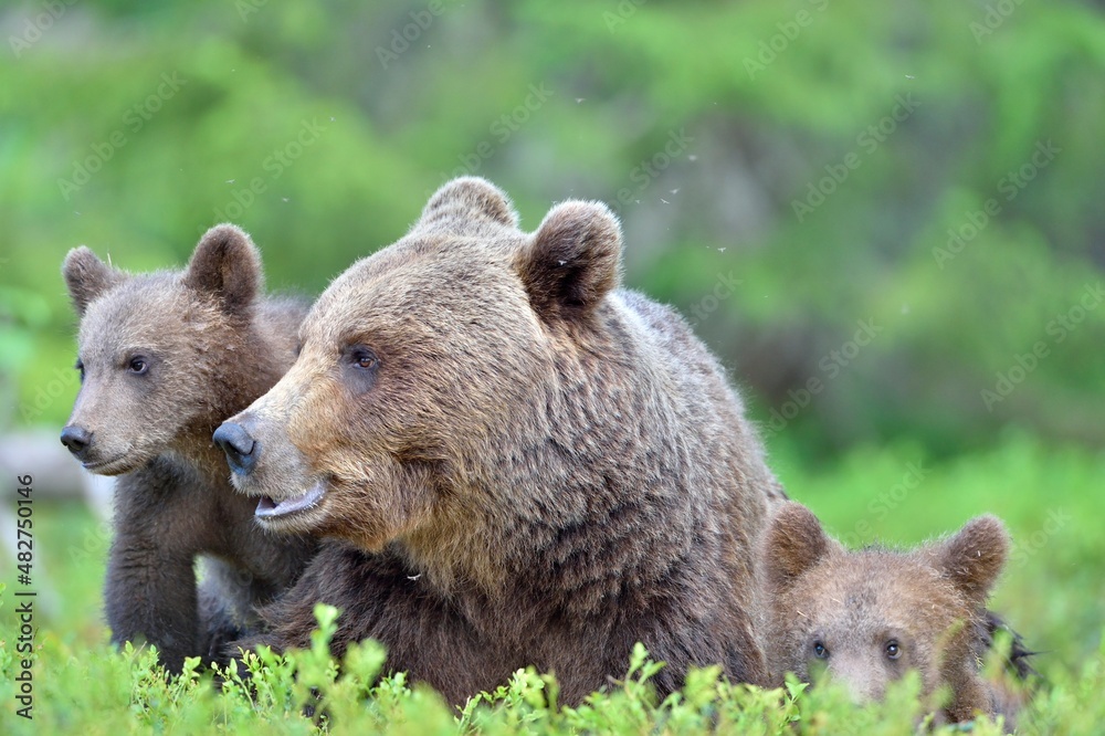 Bear cubs and mother she-bear in the summer forest. Bear family of Brown Bear (Ursus arctos). Bear cubs and mother she-bear in the summer forest. Bear family of Brown Bear (Ursus arctos).